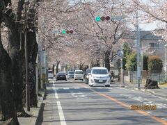 松戸市の八ヶ崎・桜並木