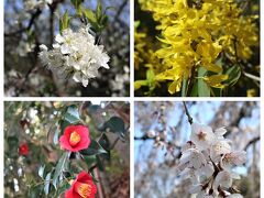 川西「高原寺」の枝垂れ桜を見に　”花散歩”