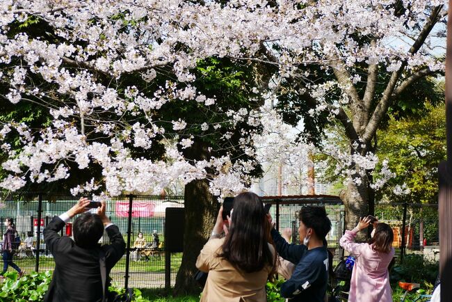 あちこちから桜満開情報が<br />天気のいい日はテンション上がるよな<br />ちょっと花見に行くかな<br />メトロ沿線の各駅停車花見ツアーも、あと南北線、半蔵門線、有楽町線<br />結構駅被るから今年はパス<br />今日は、行くならあそこに、と<br />スタートは東横線中目黒の目黒川から<br /><br />しかし巷では何かとギスギスした世の中<br />になっちゃってるよな<br /><br />人生一回<br />我慢して長生きするのが目的じゃないし<br />楽しまなくちゃ、の桜日和ツアー