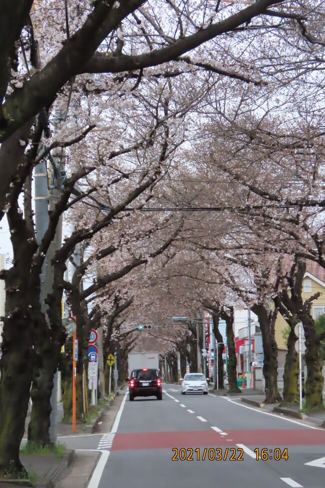 3月22日、午後4時頃にふじみ野市の亀久保さくら通り(約700m長さ)に行き、桜のトンネルを見ました。　例年に比べて一週間早かったですが、トンネルが見られました。 桜は4分咲き位のようでした。<br /><br /><br /><br />*写真は桜のトンネル