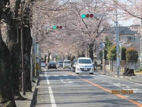 松戸市では「街づくり部　みどりと花の課」があり、３５ヶ所の並木通りを設定しています。特にさくら通りは６本あります。<br />１、さくら通り、　　紙敷～松飛台　　　　3.10ｋｍ。<br />２、　　さくら通り、八柱～常盤平～五香　3.05ｋｍ。<br />１３、	さくら通り　小金原(南北)　　　　1.30ｋｍ。<br />１７、	さくら通り　六高台	　　　　1.10ｋｍ。<br />１８、	さくら通り　小金原(東西)　　　　1.10ｋｍ。<br />２０、　さくら通り　八ケ崎　　　　　　　1.00ｋｍ。<br />特に日本の道百選”にも選ばれた新京成線の八柱駅から常盤平駅前を通り五香駅へと、約3kmも続く、【八柱～常盤平～五香のさくらの通り】に代表される、松戸は「さくらの街」なのです。他のさくらスポットは１本桜、庭園、川べりなど７ヶ所。<br />（１）530年の歴史を誇る古刹・東漸寺のお庭にあるシダレザクラの樹齢は330年を超えると言われています。<br />（２）国の名勝にも指定された旧徳川昭武庭園（戸定邸庭園）。その庭園がある戸定が丘歴史公園にあり、訪れる方たちの目を楽しませてくれるのがベニシダレザクラです。<br />（３）東松戸駅にほど近い伝法寺は、慶長年間から400年以上の歴史を持つお寺です。こちらのシダレザクラは、日蓮上人の像と一緒にご覧ください。<br />（４）八柱霊園内にある桜並木は、お子様連れで楽しむにはもってこいのさくらスポットです。<br />（５）栗山浄水場内・配水塔。塔の上からは、さくらを見降ろしてみる。時間限定あり。<br />（６）水面に落ちたさくらの花びらも楽しめる川沿いのさくらは馬橋駅そばを流れる新坂川の川岸に沿って植えられているさくら。<br />（７）常盤平団地の各棟のお庭には、造成されて約50年の時を経た八重桜が、美しい花を見せてくれます。<br />但し今年はコロナでイベントは無いようです。<br />参考にしたブログは松戸ライフプロモーション2015年。<br />https://matsudo-yasashii-labo.jp/theme05/1951.html