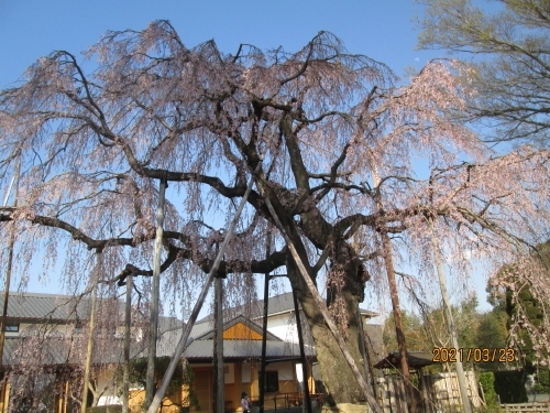 流山市の名都借・清瀧院・枝垂れ桜・日本庭園・2021年3月