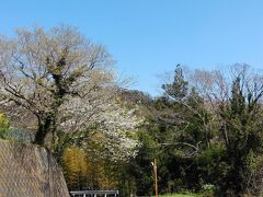 国府津山の桜も開花目前