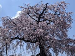 円山公園の枝垂れ桜を見に京都へ