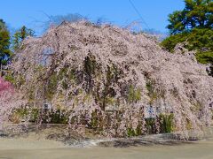 チャリダーアラカン東京西部の桜便り