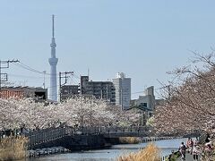 花を求めて　江戸川区新川の千本桜