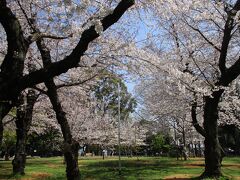 2021年3月　桜（王子）