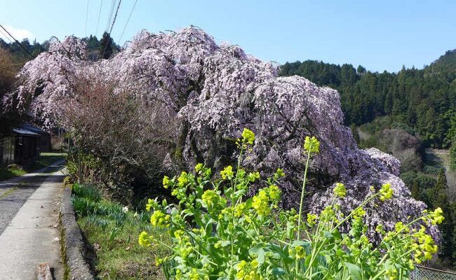 枝垂桜の古木が多い下市町へ<br /><br />下市町の桜<br />https://www.town.shimoichi.lg.jp/cmsfiles/contents/0000000/82/sakuraH28.4.pdf<br /><br />奈良県の桜見頃情報<br />https://sp.jorudan.co.jp/hanami/nara.html<br />