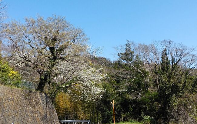 桜前線北上中 小田原周辺のソメイヨシノも咲き始め出しました。いつもの散歩道、国府津山も梅花は終わり山桜からソメイヨシノに変わりつつあります。この数日4月上旬の気候とやらで急に開化し始めた様です。早朝散歩では相模湾からの日の出も綺麗、雨模様が数日続き丹沢山系、大山も冠雪していまた。昨日は刻一刻と変わる山並みの薄化粧を眺めながらの90分楽しい時間を満喫しました。もうすぐ旅行へも出かけられるようになると思いますが、ここのところ近場で辛抱と言うところでしょうか。<br />