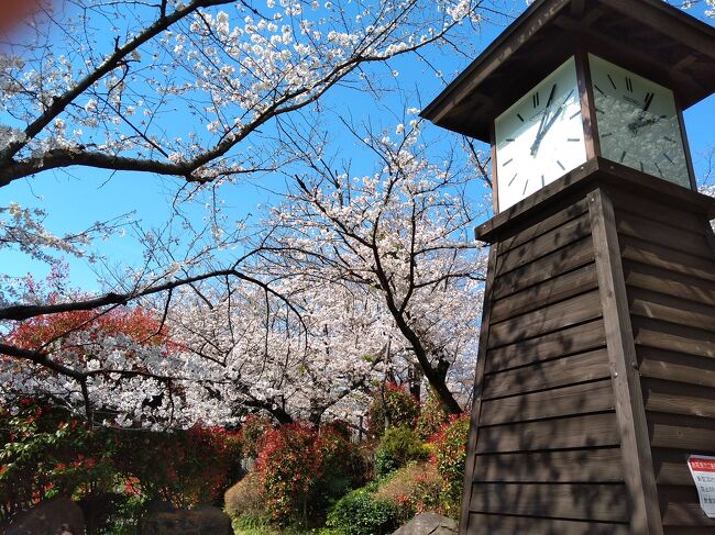 今年<br />東京は、3月14日に開花宣言<br /><br />満開宣言は、1週間後にされていましたが<br /><br />10に語のこの日も、全体的には、まだ、9分咲き？<br /><br />場所によると、5-6分のところもありました<br /><br />