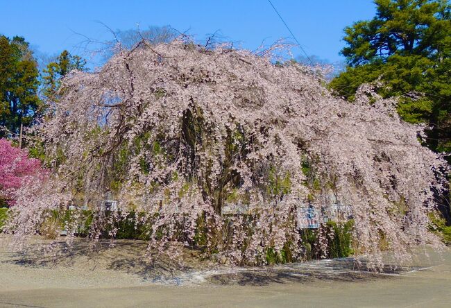 好天の日、圏央道あきる野IC周辺をチャリでお花見することにしました。染井吉野の咲き乱れる通りはあれど、ちょっとまだ数日早いので、今が見頃の箇所を選んでまわりました。まずは三春の滝桜の子どもが咲く真城寺、これよりもっと見応えのある地蔵院、東秋留橋から山を上って下りて、滝山街道を進み、続日本100名城の滝山城跡へ。その先の道の駅八王子滝山に立ち寄った後、新滝山街道を進んで、戸吹トンネルから東京サマーランド周辺へ。最後は出雲神社で染井吉野と枝垂れを愛でました。以前から気になっていた滝山城跡も行けて、桜をたっぷり楽しみました。