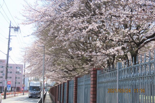 3月24日、午前11時頃にふじみ野市にある文京学院大学構内に咲いている桜を見に行きました。　五分咲きぐらいで見ごろでした。　天気が良く、開花している桜にはヒヨドリやシジュウカラも見られました。<br /><br /><br /><br />*写真は文京学院大学の桜