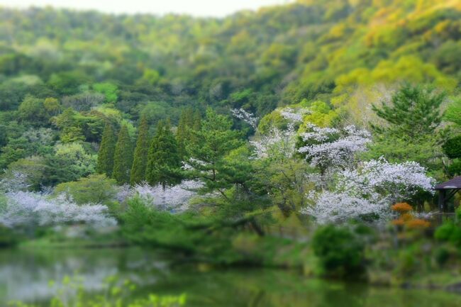 せっかく桜の季節がやってきたのに週末はいつも雨。<br />今年は桜は見れないんだろうな・・・なんて思っていました。<br /><br />２２日（月）の仕事帰りの車の運転中、いちき串木野市の観音ケ池の桜が満開というニュースをやっていました。<br /><br />週末の天気が期待できないので、晴れた平日の仕事帰りに行ってみようか・・・と自宅へ帰ってカメラを車に積み込み、翌日に備えました。<br /><br /><br />あまり綺麗な写真が撮れず、ここにアップする気になりませんでした。<br />カメラから写真を削除してしまおうと思い、その前に会社の人たちに見せたら『普通に綺麗だ』と言ってもらえたので、やっぱりアップしようかな（←単純な人）<br /><br /><br /><br /><br />