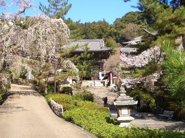 人混みを避け、奈良の桜の名所の穴場を狙いましょうと、長谷寺を選んだ。<br /><br />調べてみると、旅館「大和屋」に宿泊すると、長谷寺の「朝の勤行」に参加できる。<br /><br />朝の勤行に参加させていただいて、清清しい気持ちで、桜を愛で、旅館では、地元の名物料理をいただく。徒歩5分の所に天然温泉千人風呂があるとのことなので、こちらも利用しましょう。<br /><br />なお、同行者は家内です。コロナ禍で所属しているサークルは開店休業、アルバイトも辞めてしまったので、暇を持て余し、虎がネコのようになってしまっている。刺激が必要だろうと、近場旅行に誘った。