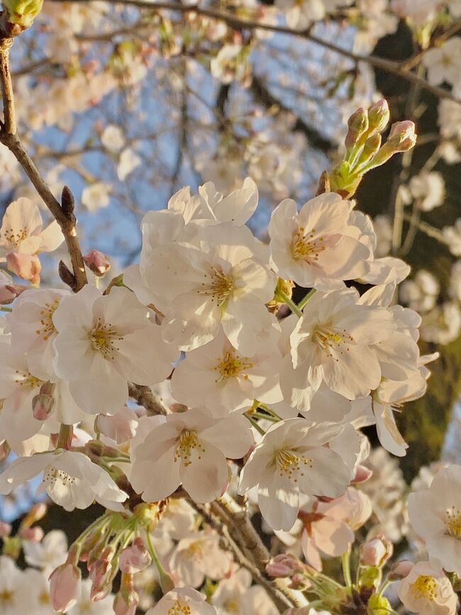 群馬に桜、咲きました！