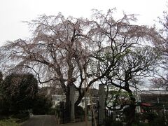 西林寺の枝垂れ桜は桜吹雪です－2021年