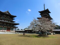 唐招提寺と薬師寺の桜を見に行く