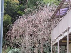 堀内家の紅枝垂れ桜が開花しました－2021年