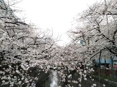 2021年の桜・やっぱり中目（目黒川）は外せない★元住吉～溝の口の桜も合わせて♪