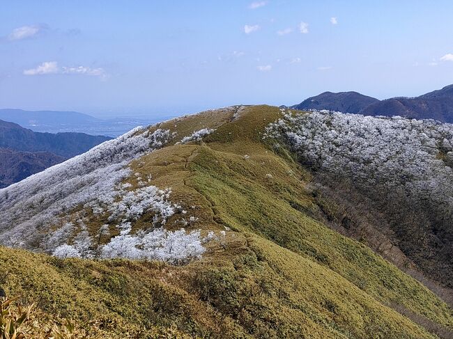 1570年5月19日信長、千草越えで六角氏から馮まれた杉谷善住坊に狙撃される！、連如の布教を邪魔する天台宗の宗徒からのがれ隠れた炭窯跡など遺跡が残る、歴史のロマン薫る、中世当時東海道と中仙道を繋ぐ道だった千草街道を歩き雨乞岳、イブシ-クラシに登りました。<br />8:20永源寺方面の岩ｹ谷林道口から歩き始める。10:20杉峠着。10:45雨乞岳頂上着。昼食後11:20イブネ、クラシへ12:40クラシ着。13:25杉峠経由下山開始15:15登山口着。樹氷がとても綺麗に見れた何十年ぶりの雨乞岳-杉峠でした。歩行18k標高差1428m