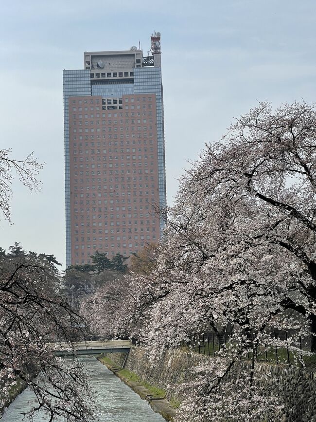 お越しいただきありがとうございます(^^♪<br /><br />固い蕾のままだった桜が一気に開きました。<br /><br />表紙の写真の建物は群馬県庁、月末にはこの周辺を聖火ランナーが走ります。