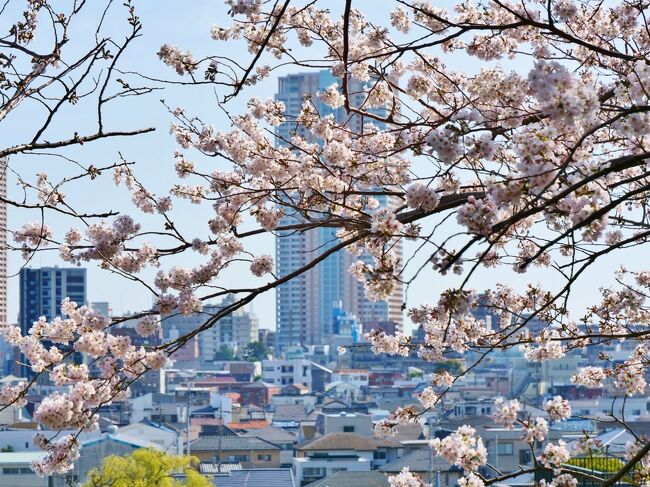 先日ネットで見かけて気になっていた「伏姫桜」<br />お天気も良かったので運動がてら行ってきました、市川の国府台<br /><br />現在の開花状況は...「見ごろ過ぎ」かなぁ(о´ｍ｀о)