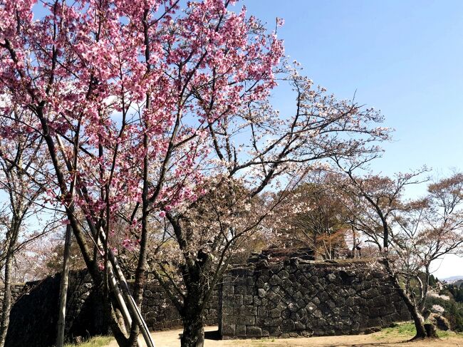 まだちょっと早いですが桜見物に岡城跡へ<br />行ってきました。<br /><br />桜は６部咲きぐらいでしたが、石垣と桜が<br />時代を超える時に思いをはせる事ができました。<br /><br />菜の花と桜のコラボも最高でした