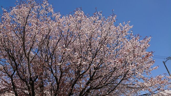 用があって今年２度目の高知市にやってきました。<br />東京ではほぼ満開だった桜は高知では終わってるかな？<br />滞在先から歩いて行ける水道山に行ってみました。