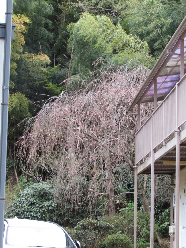 　昨日の午前には全く開花していなかった堀内家の紅枝垂れ桜が、今日の午後には10輪程度の花を咲かせて開花した。この辺りでは一番遅い紅枝垂れ桜である。満開となるのは来月（4月）になってからか？<br />（表紙写真は開花した堀内家の紅枝垂れ桜）