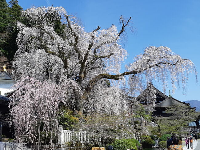 身延山久遠寺の枝垂れ桜が満開との情報に見に行きました。<br />中部横断自動車道が開通して静岡からはかなり時間短縮で行けるようになりました。<br />身延山久遠寺は鎌倉時代に日蓮聖人に依って開かれた日蓮宗の総本山で凄く大きなお寺です。<br />桜の季節に行く身延山は初めてでしたが、大きな大きなしだれ桜は本当にすばらしかったです。