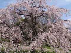 20210322-1 京都 梅小路公園まで散歩に行ってみますと…桜咲いてますのね