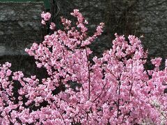 大阪万博記念公園 「染井吉野桜」が咲く前に、「早咲きの桜（陽光桜＆彼岸桜＆寒緋桜＆十月桜）＆ハクモクレン」を楽しむ。（2021）