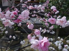 20210322-2 京都 六孫王神社の桜って、どないかな？