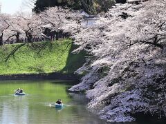 千鳥ヶ淵＆靖国神社の桜開花状況