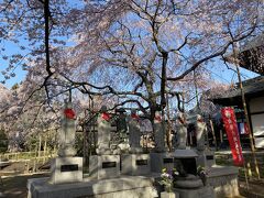 六地蔵の枝垂れ桜