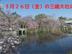 ３月２６日（金）の三嶋大社の桜　