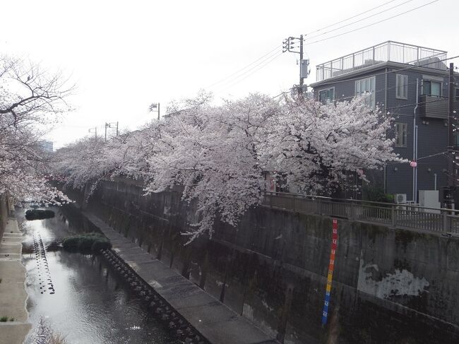 毎年桜の時期には、中板橋にある石神井川へ花見見物へ訪れます