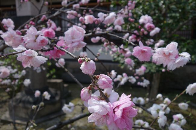 梅小路公園からは、線路を挟んで南側。六孫王神社ってお宮さん。桜の名所っぽいので、どんなところか一度行ってみようかと。