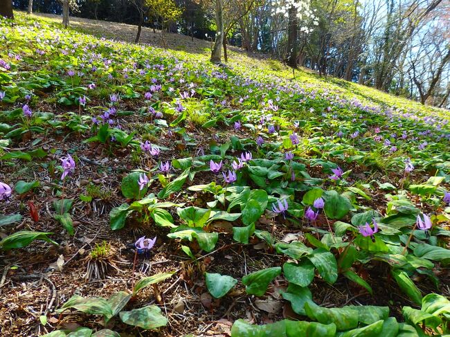 東京は満開と言われてる桜ですが、うちの方はまだもうちょっとな感じ。<br />そこで、少し前から気になっていたカタクリの花を見に行くことに、、<br /><br />場所は、さやまカタクリの里<br />１か月前くらいに、浅草橋のホームにポスターが貼ってあって、気になっていたのです。<br />さやま、と名乗ってますが、場所は埼玉県ではなく、東京都瑞穂町です。<br /><br />