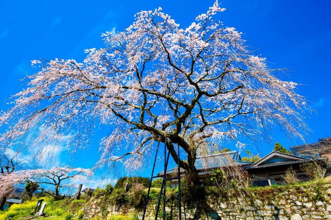 　別府市東山の安楽寺に、樹齢約１５０年という県指定特別保護樹木のしだれ桜があります。その帰りに院内の香下ダムへ寄りました。