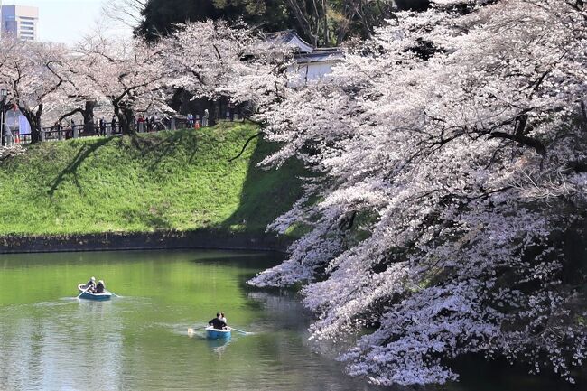 過日、気象庁が東京の桜満開を発表したので慌てて桜見です。気象庁発表は靖国神社の「桜の標本木」が基準なので千鳥ヶ淵は満開のはず。ということで3月23日(火)に九段下。しかし、八分咲といったところ。多分、今週末から3月最終週ころすばらしい満開を迎え、天気が良ければ最高と思われます。