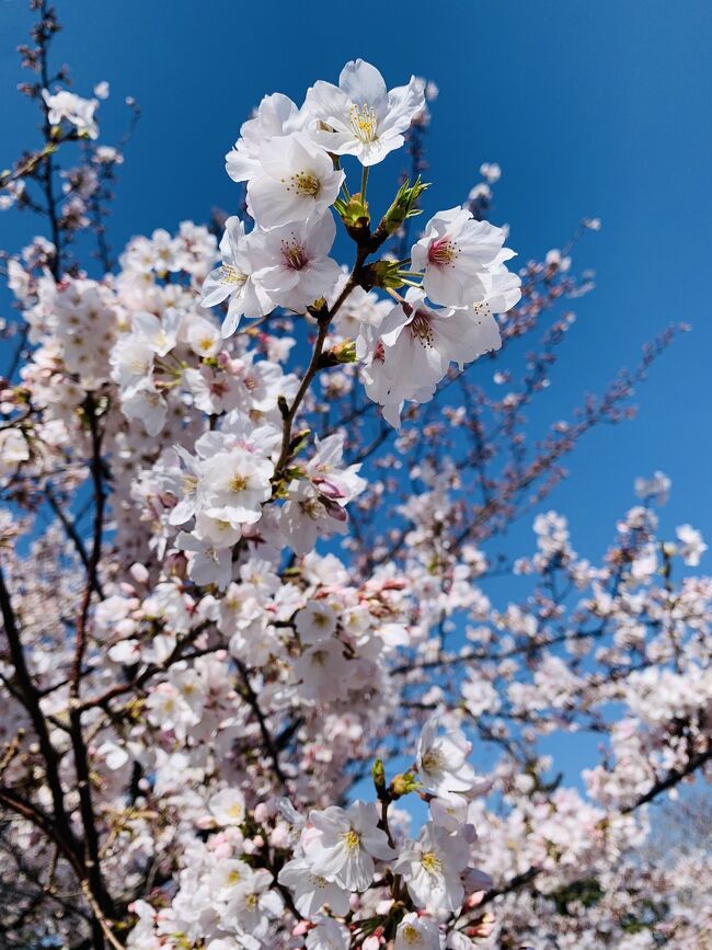 今日は有給消化日!<br />朝にランニングしてたら、とっても桜が咲き乱れていて<br />しかも週末は雨らしい…<br /><br />来年は神奈川県にいない確率が高いので<br />今のうちに&サクッと春の鎌倉に行ってみる事にしました!<br />
