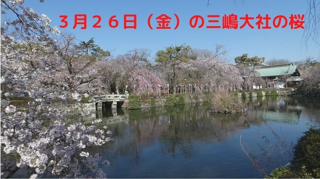 朝から雲一つなく晴れて、風もなく暖かだったので、三嶋大社の桜を見に行ってきました。<br /><br />個体によって差はあるものの、すでに満開の桜もあり、見ごたえがありました。<br />　