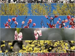 ◆梅の香ただよふ春色の福島そぞろ歩き