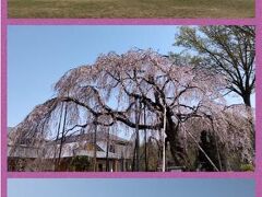 桜三昧～手賀の丘～清瀧院と寿老神　