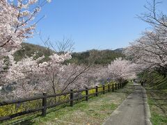 前山ダムへ花見