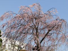 地蔵坂上の紅枝垂れ桜