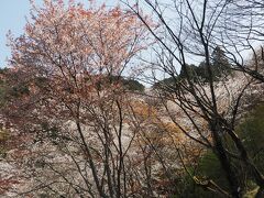 弘川寺で、きれいな桜を満喫