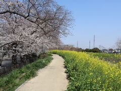 綾瀬川と新栄団地の桜☆2021/03/26