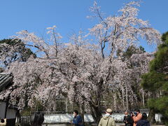 今年の桜は早かった！急転直下の京都花見旅行。
